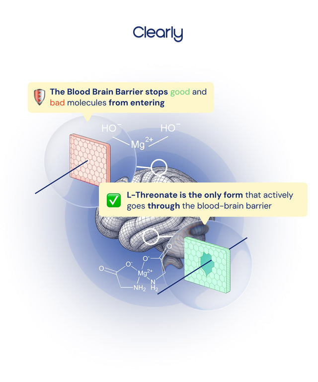 Explanation Bloodbrainbarriere of magnesium L-threonate