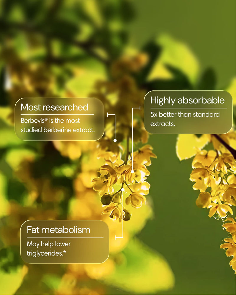 Clearly Berberine capsules showing the supplement bottle and capsules, highlighting natural herbal ingredient for health benefits.