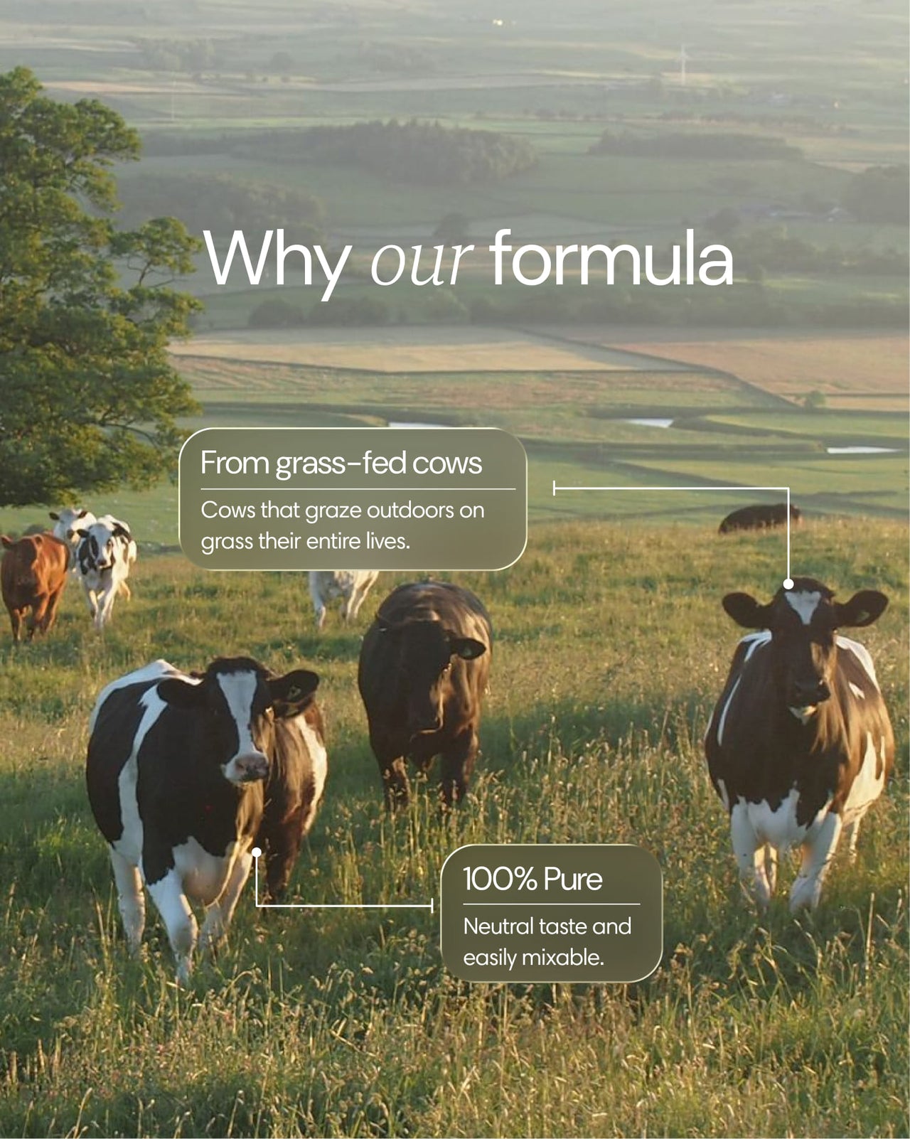 Kolagen (z Pastwiska)