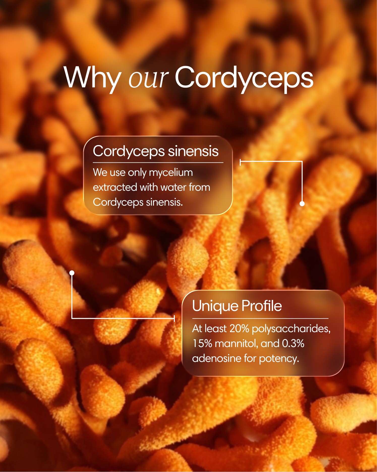 Cordyceps