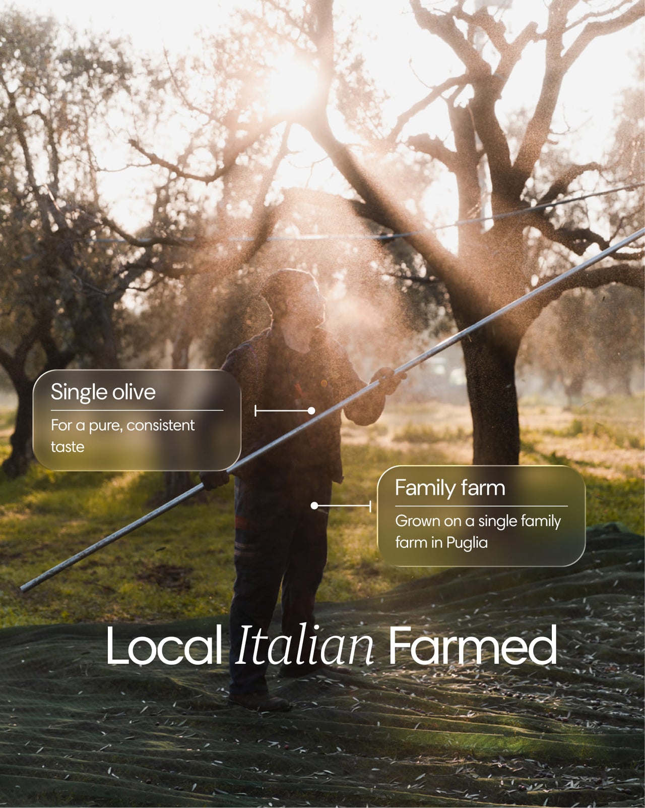 Oliwa z Oliwek Extra Virgin